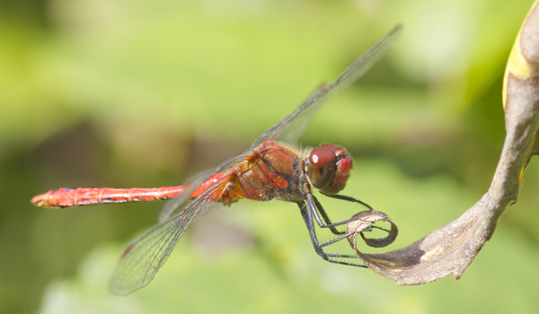 Sympetrum - S.Pini O.